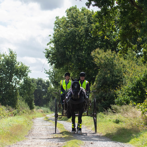 Image Credit The British Horse Society. Carriage Driving DSC 7539