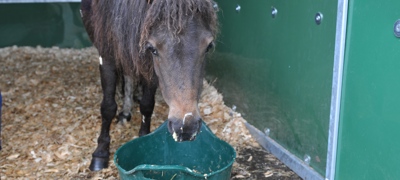 Nasal Discharge Credit Redwings Horse Sanctuary