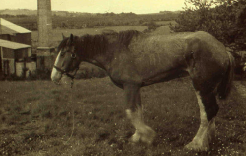 Sepia tone army horse in a field