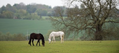 Grazing