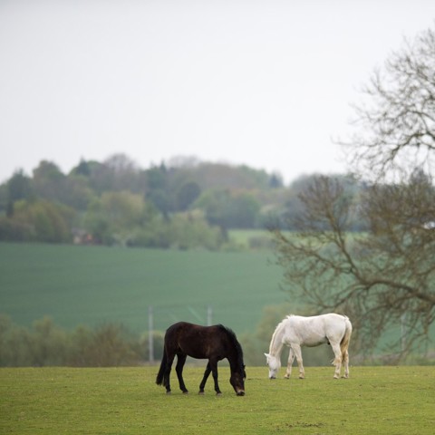 Grazing