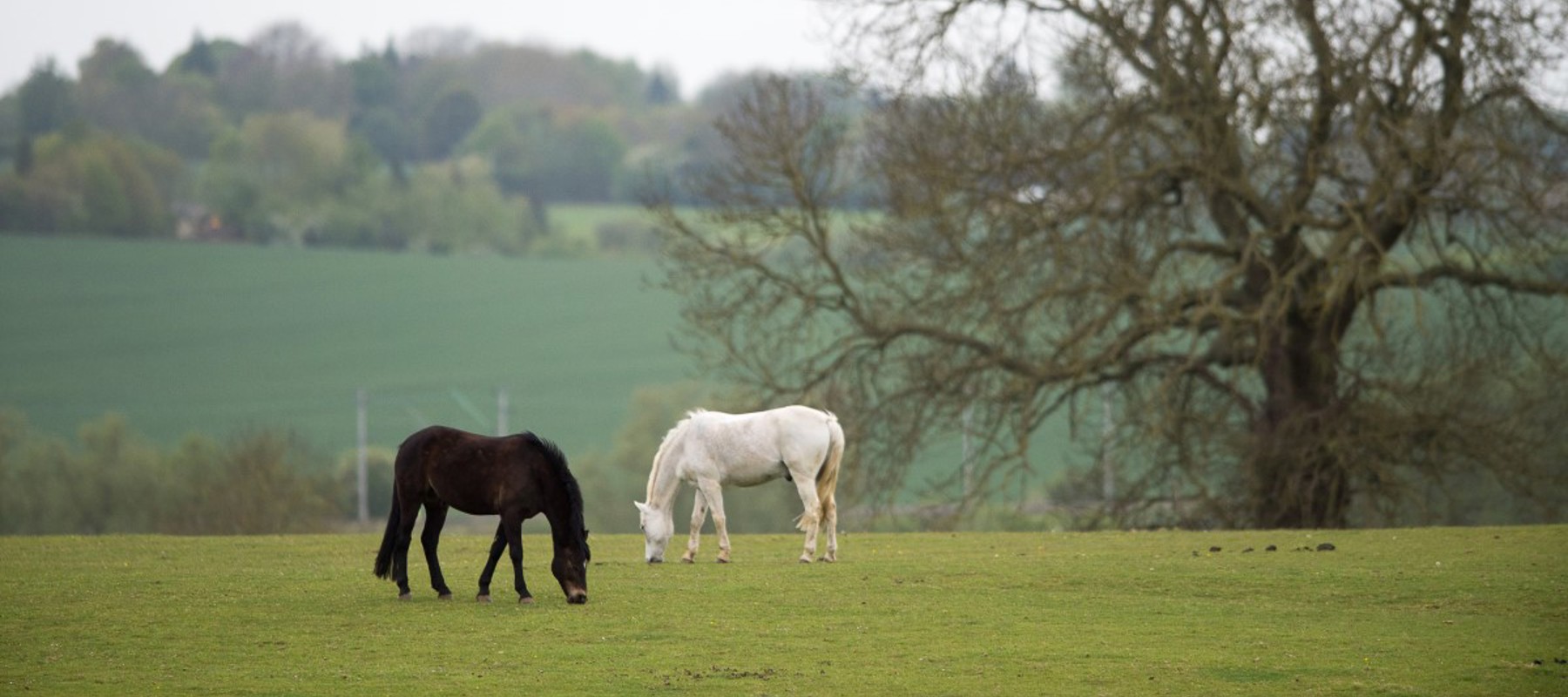 Grazing
