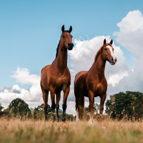 BHS Swallowfield 2 Horses Standing