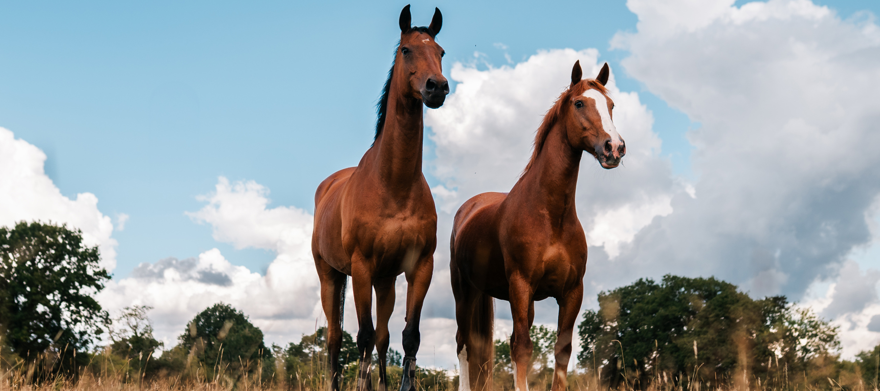 BHS Swallowfield 2 Horses Standing