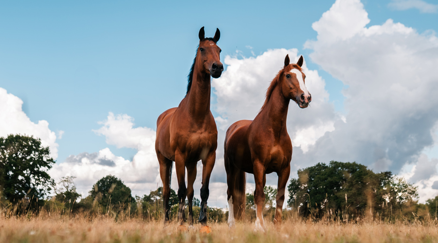 BHS Swallowfield 2 Horses Standing