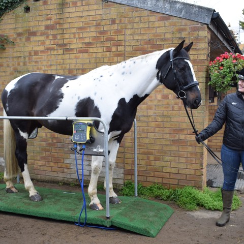 Horse Health Day