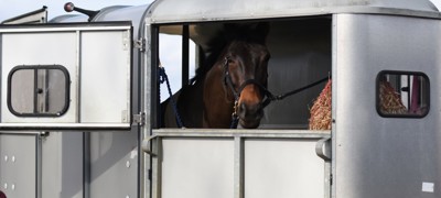 horse travelling in trailer