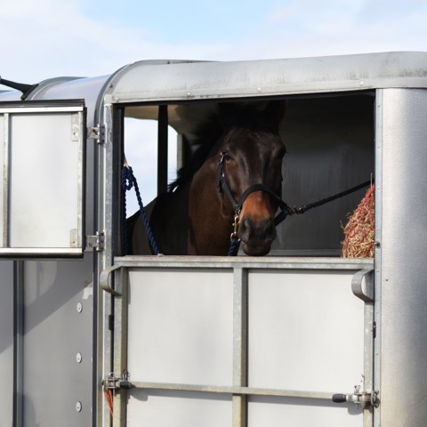 horse travelling in trailer