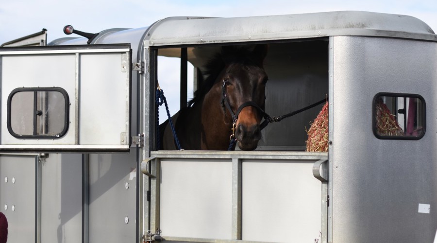 horse travelling in trailer