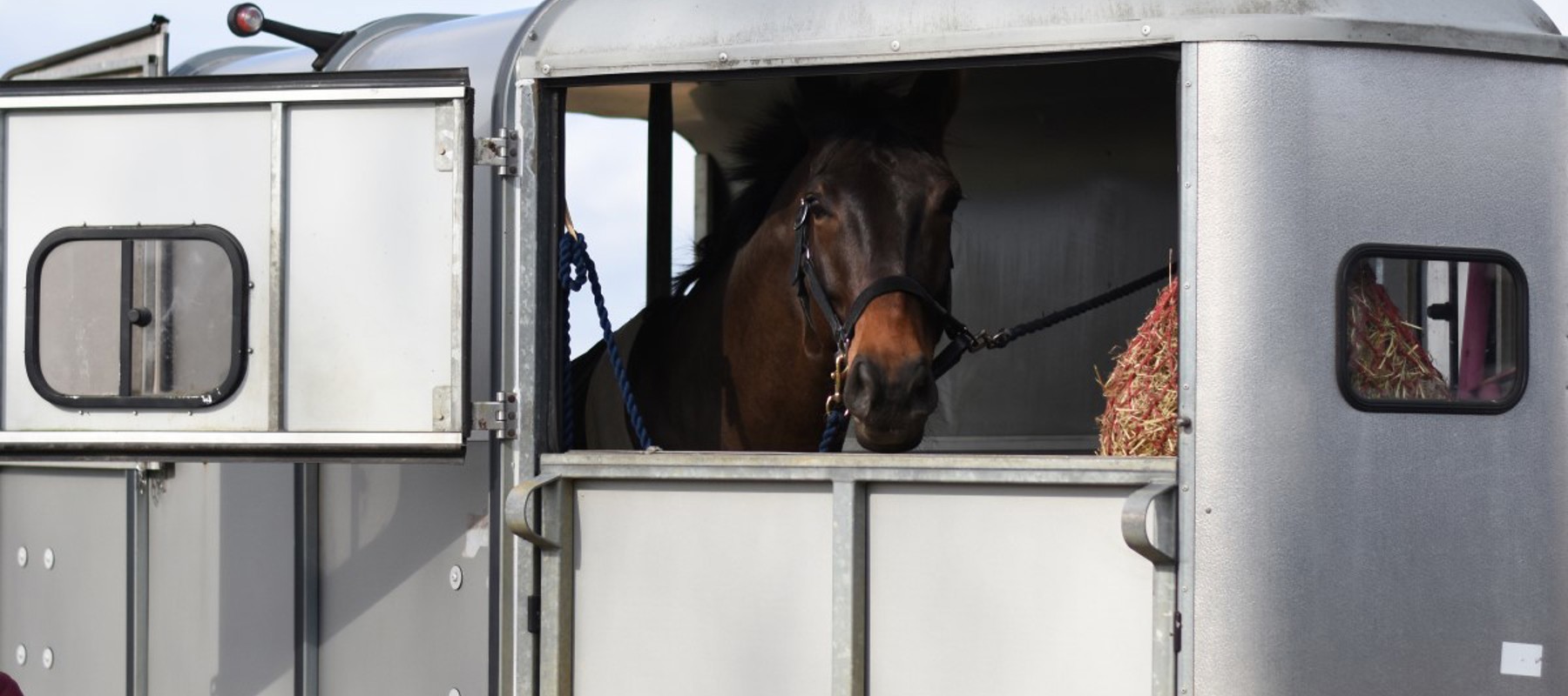 horse travelling in trailer