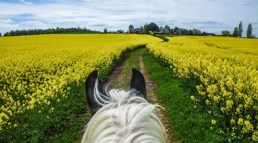 behind horse close-up in a yellow field