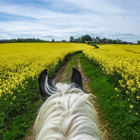 Riding Out Anthony Francis Jones