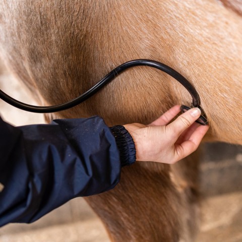 horse vet check