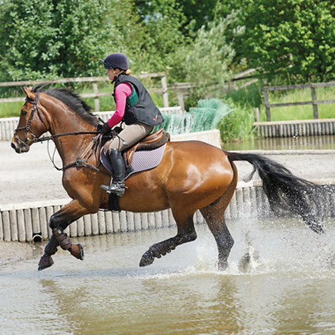 Careers Guide Image Horse Through Water