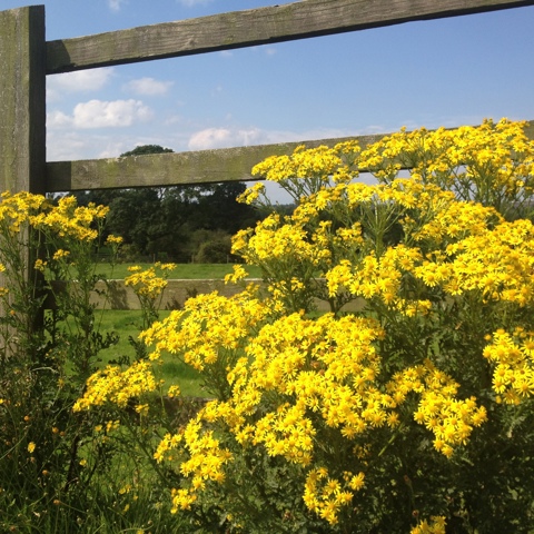 Ragwort