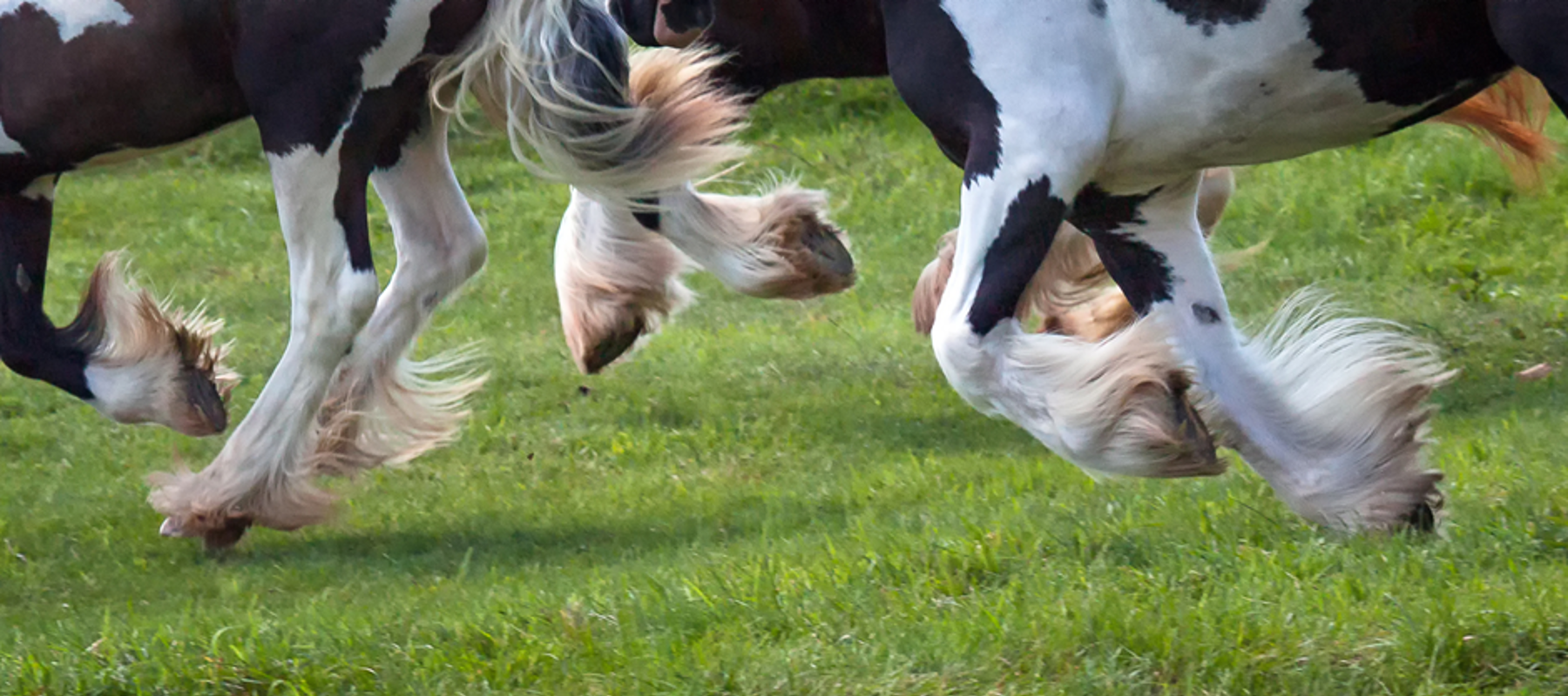 Horse Legs Galloping In Field