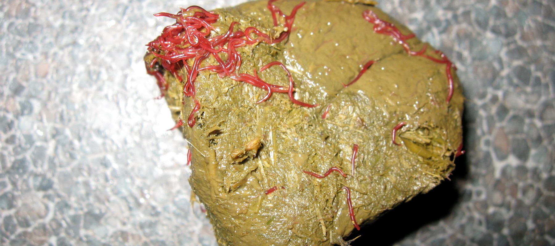 Types of Internal Parasites | The British Horse Society