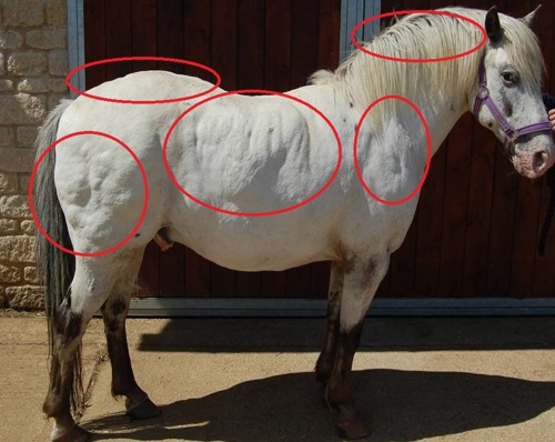 Photo credit: Blue Cross. Image shows pony with unusual fatty deposits across body.