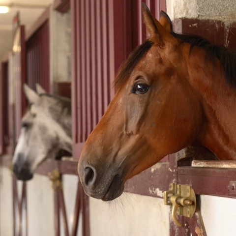 Horses Heads In Stable Shutterstock 64999777