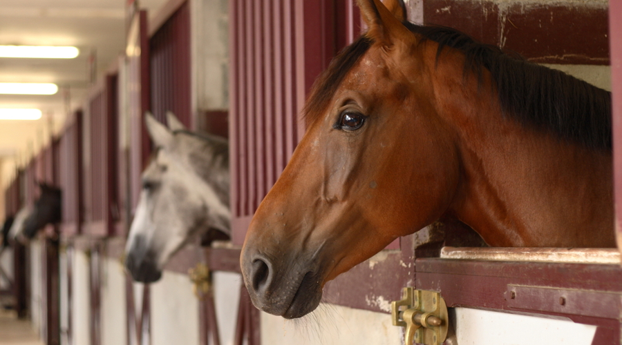Horses Heads In Stable Shutterstock 64999777