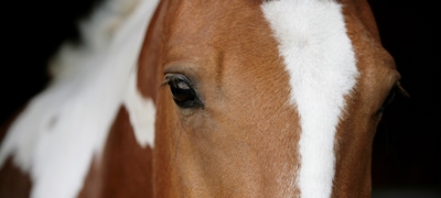 Julie Howard Horse Photograph