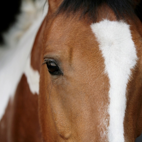 Julie Howard Horse Photograph