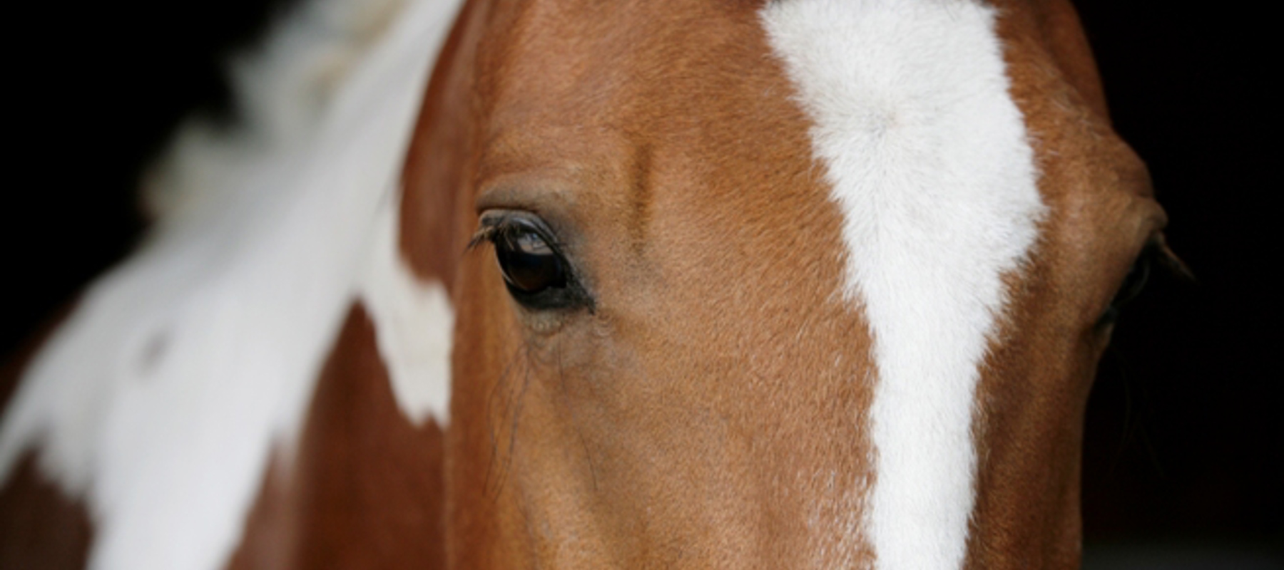 Julie Howard Horse Photograph