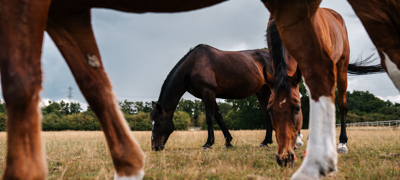 BHS Swallowfield Field Mates Grazing