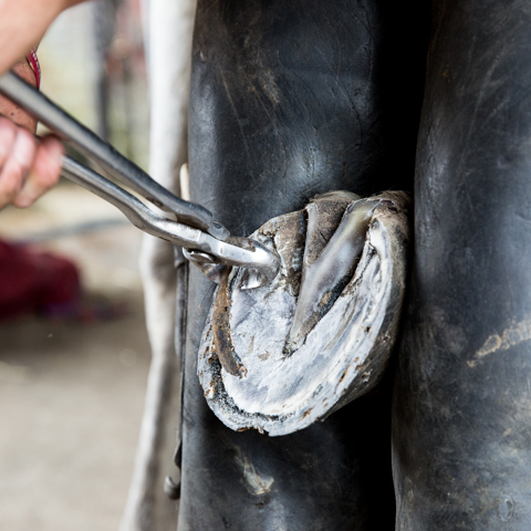 Pic 43 Caption Excess Hoof Is Trimmed With The Hoof Cutters.