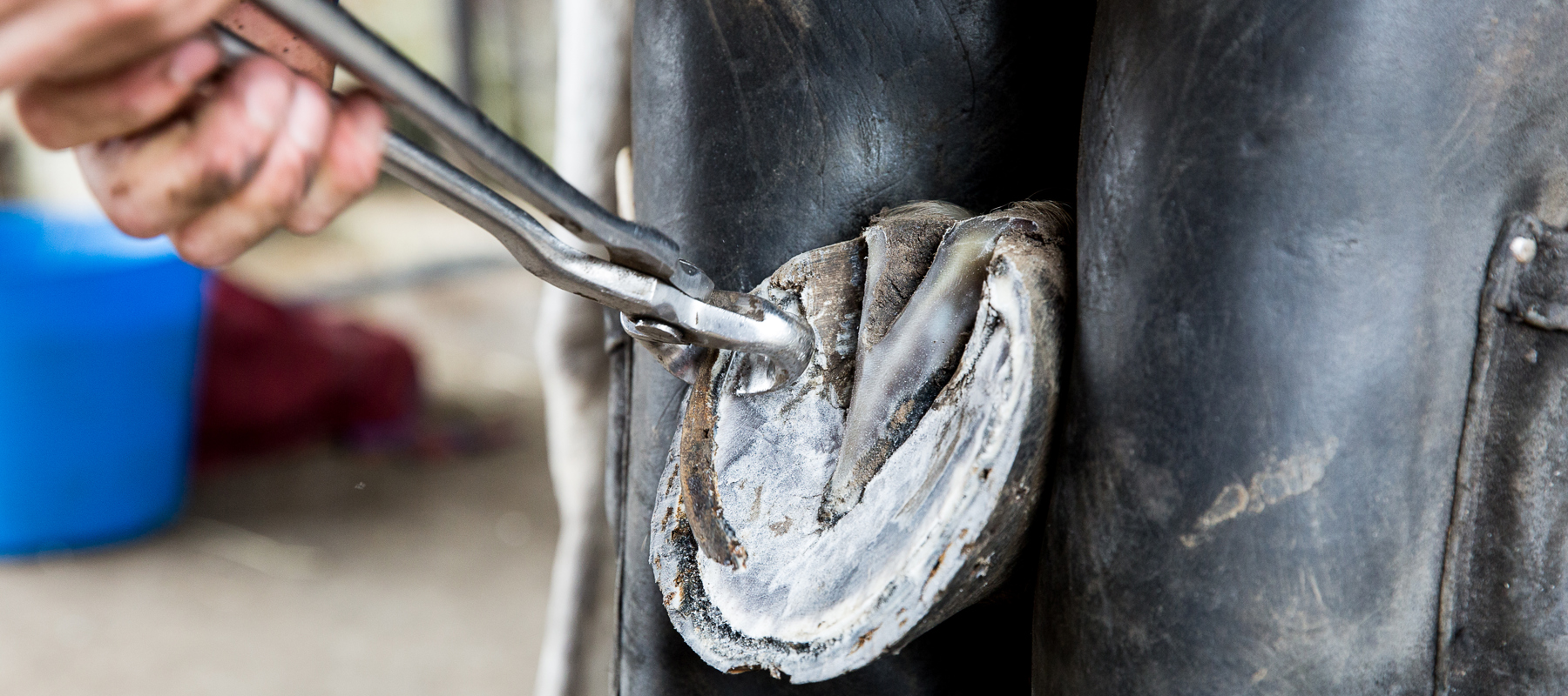 Pic 43 Caption Excess Hoof Is Trimmed With The Hoof Cutters.