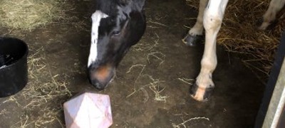 Treat Ball Stable