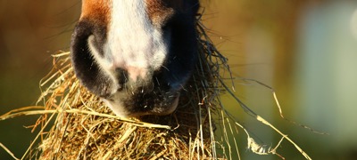 Free Image No Credit Needed Horse Eating Hay 3