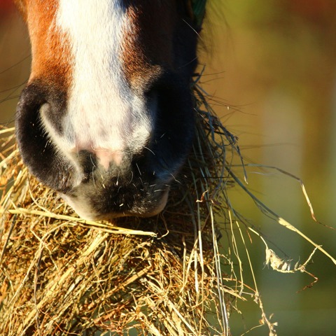Free Image No Credit Needed Horse Eating Hay 3