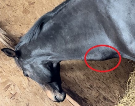Horse with an identifiable bulge on left side of neck.