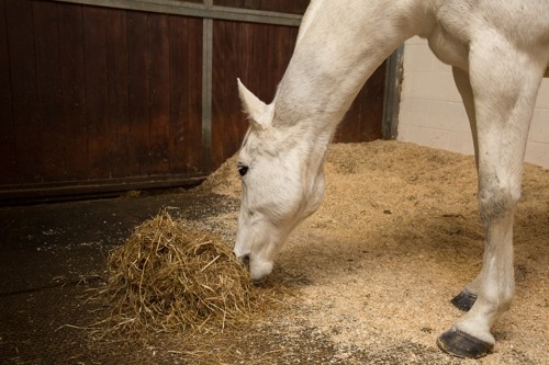 Horse eating hay off of the stable floor
