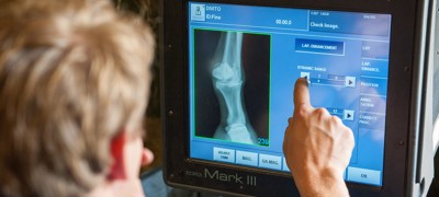 horse vet veterinary x-ray