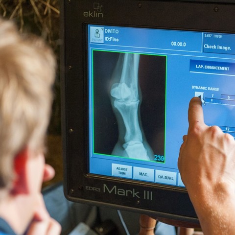 horse vet veterinary x-ray