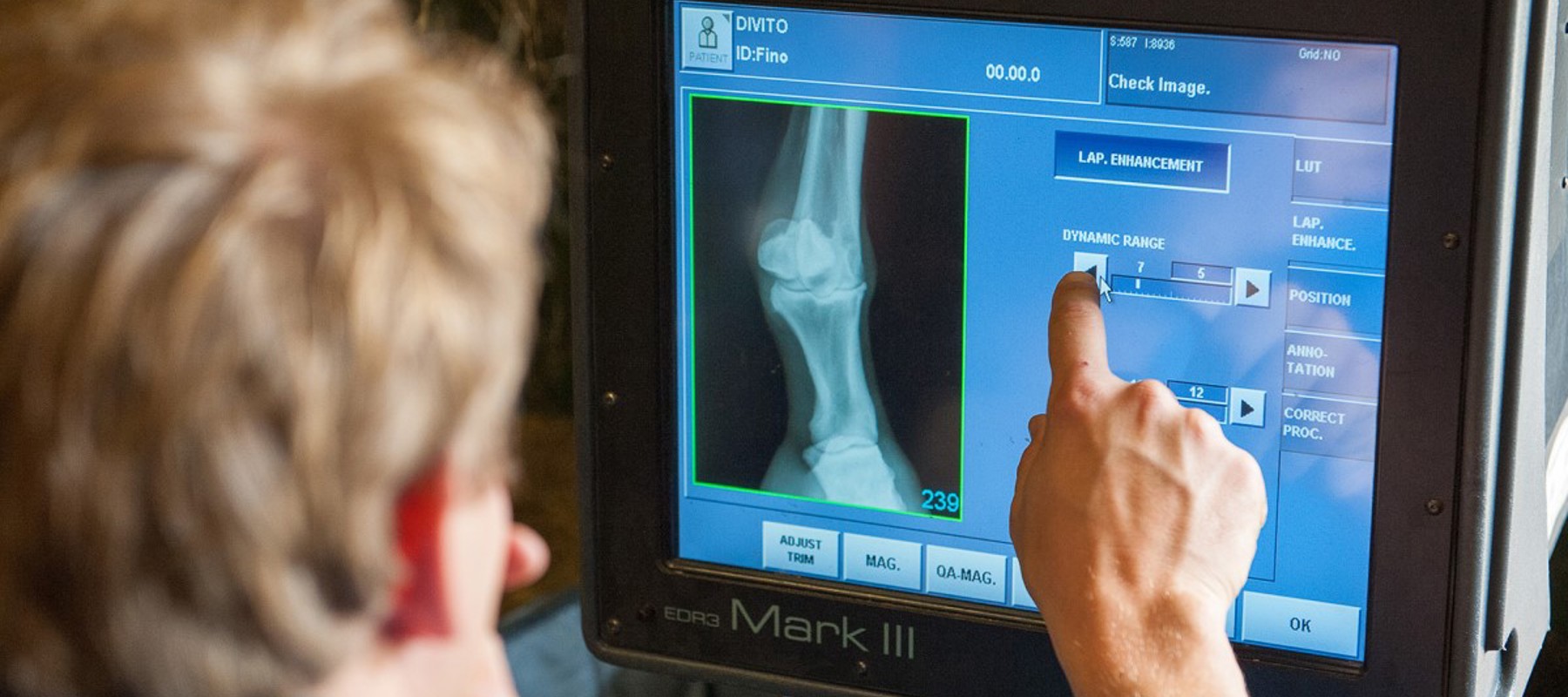horse vet veterinary x-ray