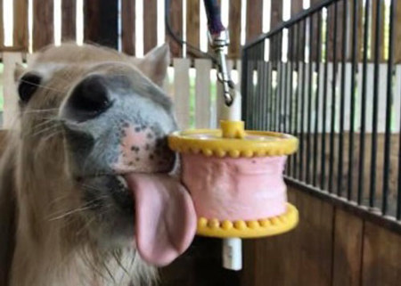 Pony licking a lick attached to the stable ceiling via a rope
