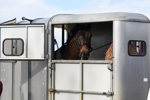 Horse in a trailer