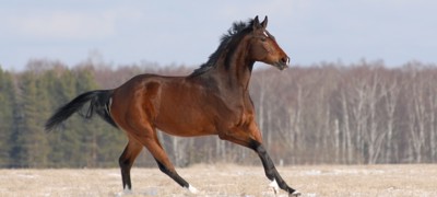 Horse Galloping In Field
