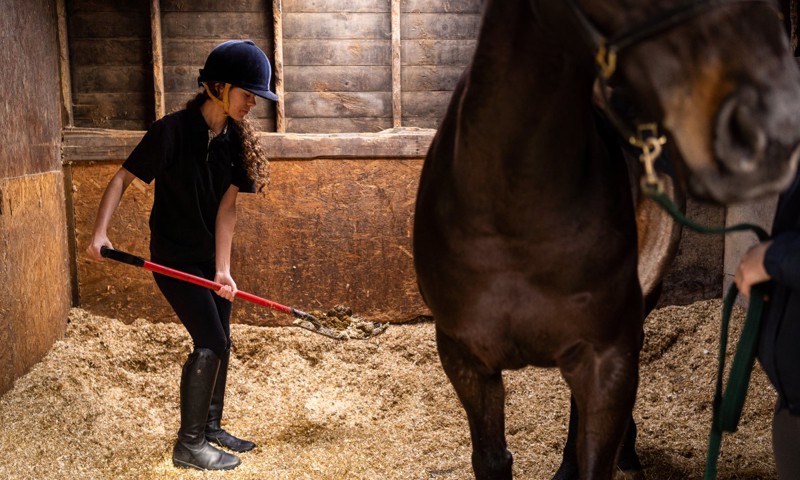 Stable management and bedding | The British Horse Society