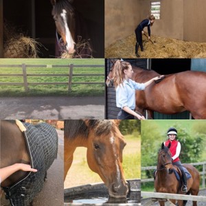Owning a horse images