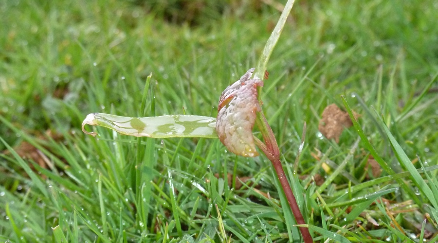 Seedling 7