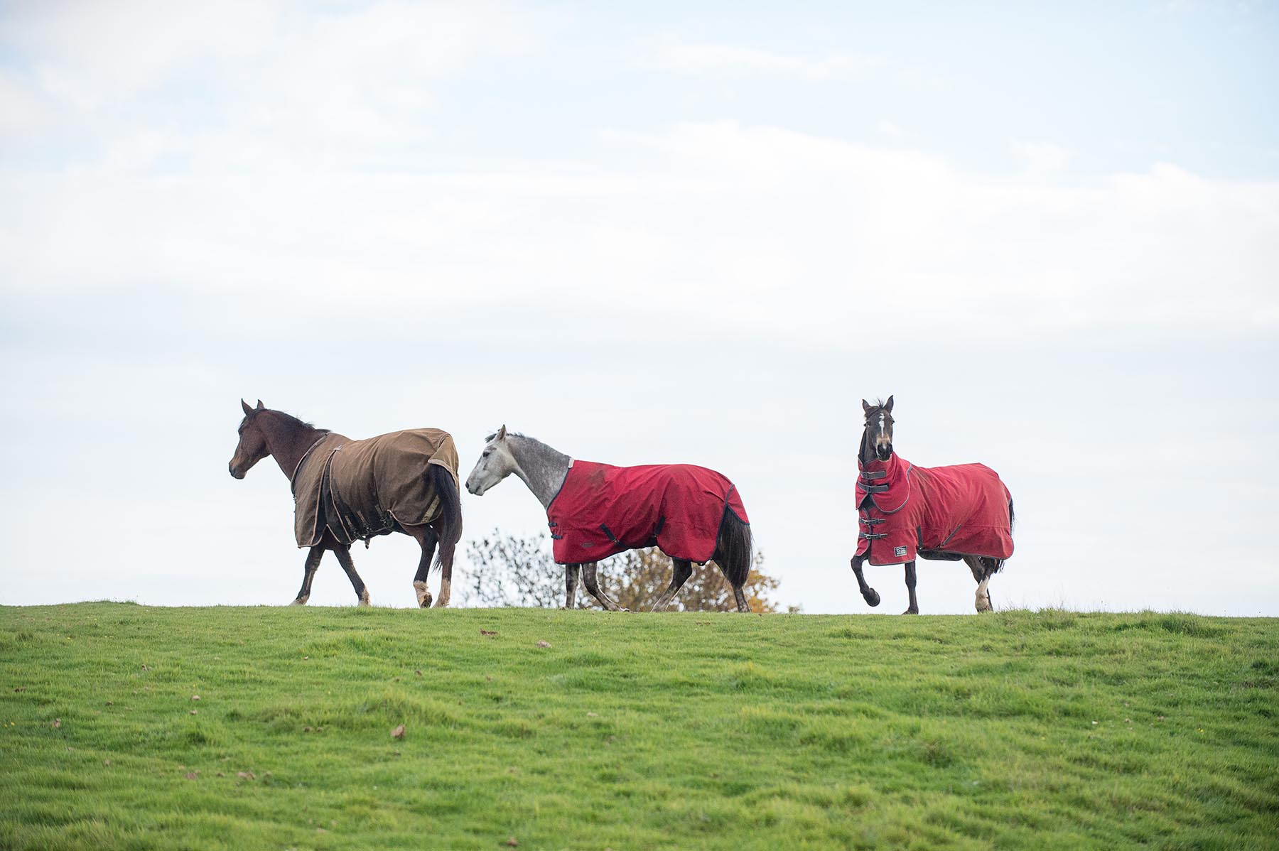 Horse Rugging Guide UK When To Rug Horses The British Horse Society