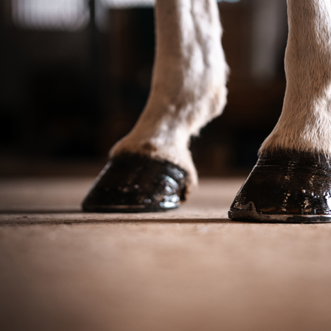 Front Hooves