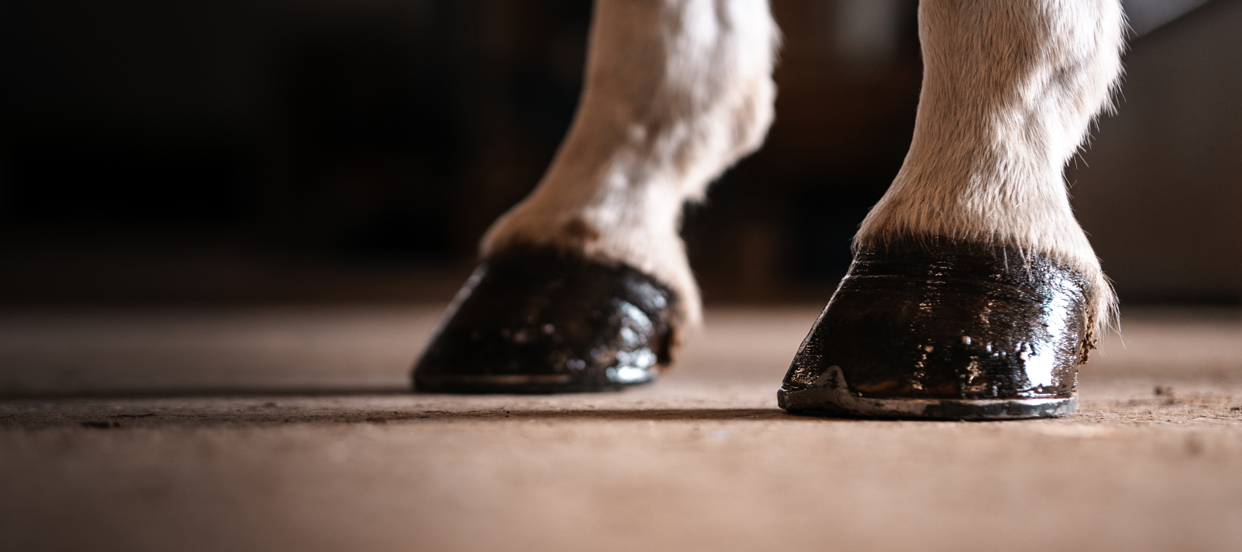 Front Hooves
