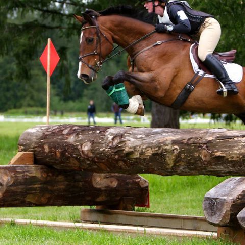 XC Horse Canva Image