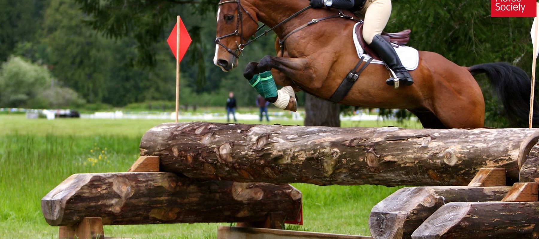 XC Horse Canva Image