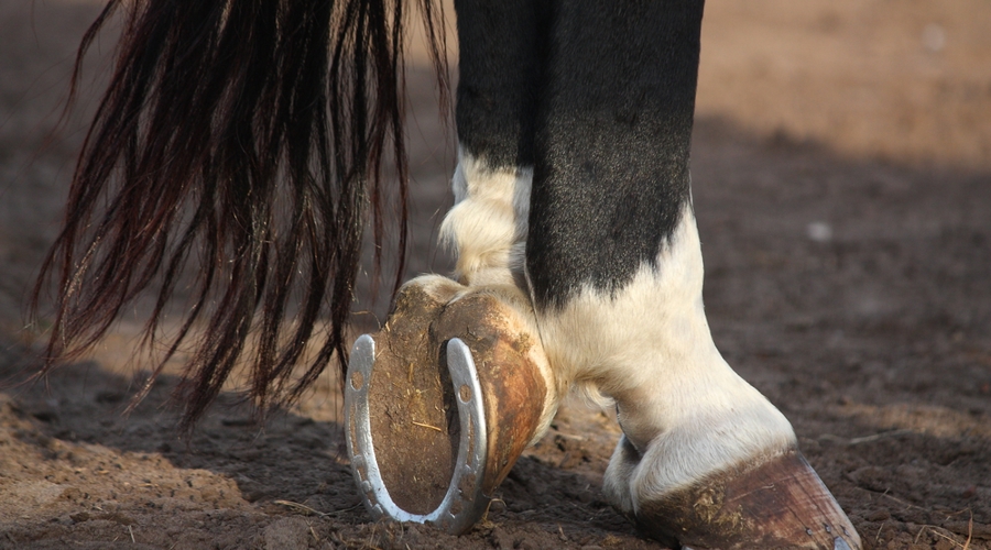 horse shoe